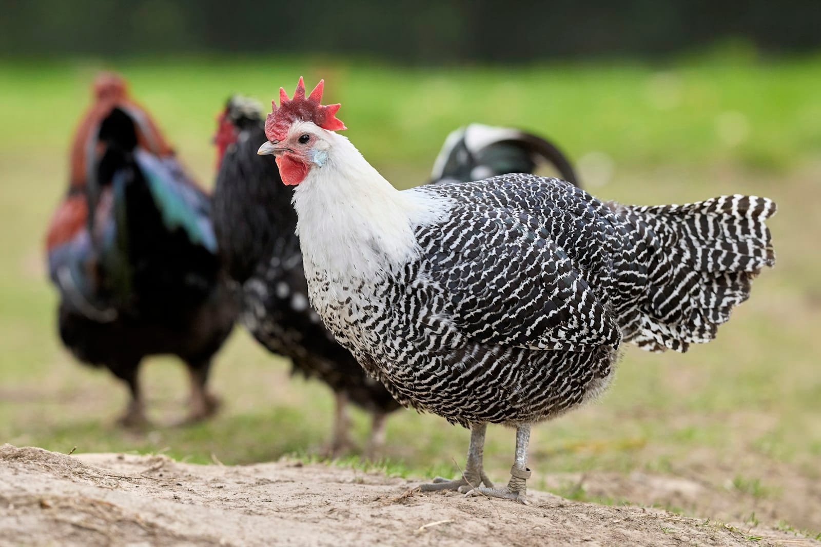 Fekete-fehér tollú kakas csirkékkel a legelőn