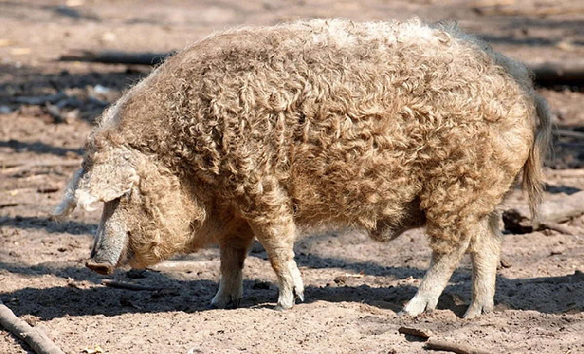 Mangalica sertés - magyar őshonos göndör szőrű sertésfajta