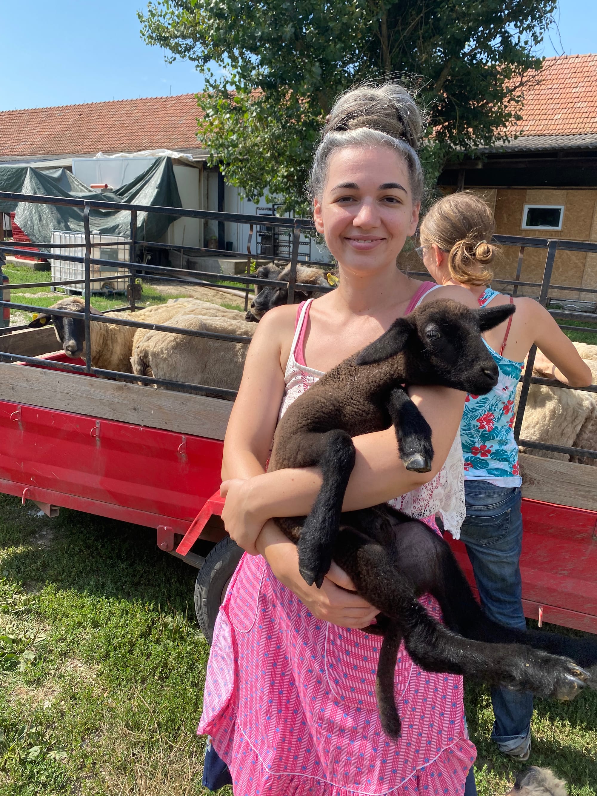 Lány fekete bárányokat tart a farmon, másik gyermek mellett