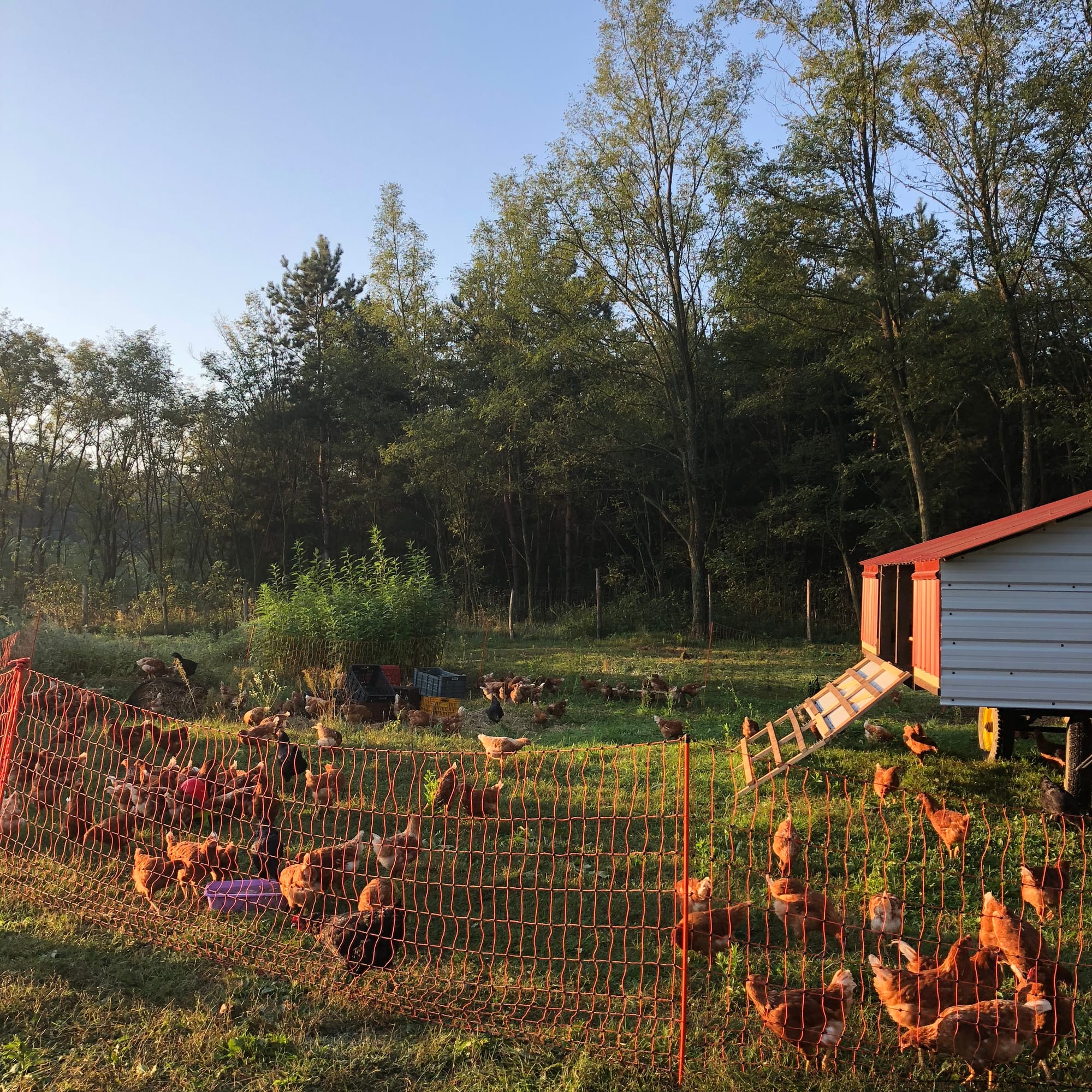 Tojótyúkok kapirgálnak a hajnali fényben, piros tetős csirketraktor mögöttük