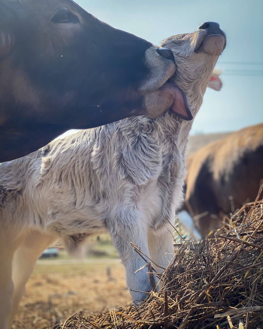 Szürke kecske a legelőn, marha a háttérben