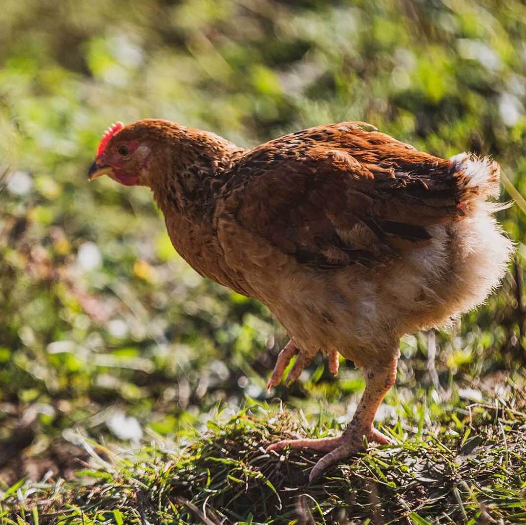 Konyhakész, szabadtartású bio csirke a Remény Farmról