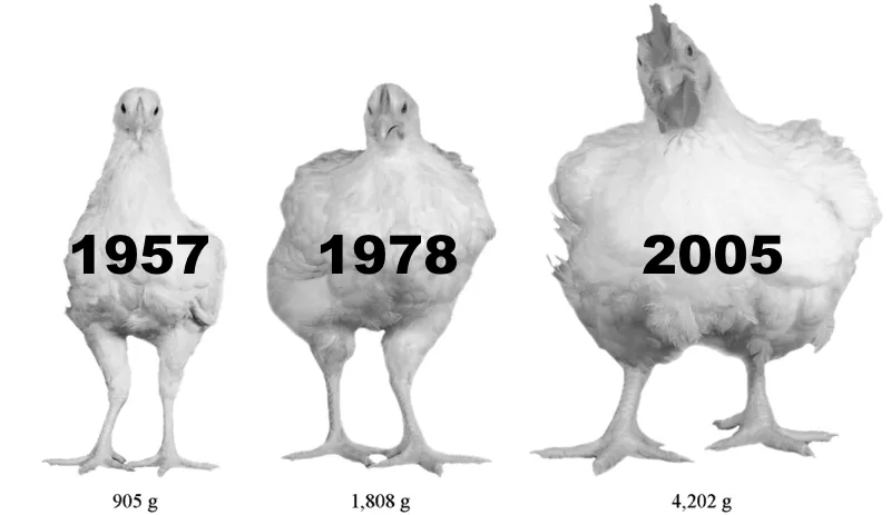Brojler csirkék méretének és súlyának növekedése 1957, 1978 és 2005 között