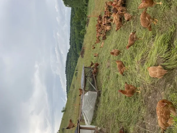 Szabadtartású csirke