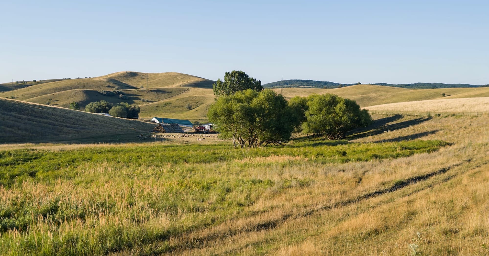 Magyarország legnagyobb fás legelő projektje