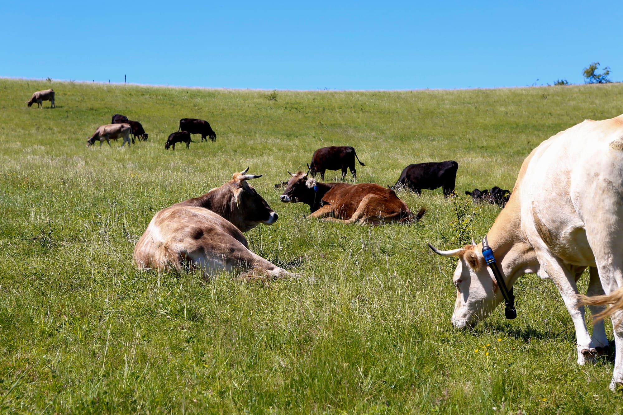 Szabadtartású csirke